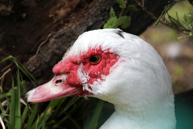 在过去的赛 在过去的赛